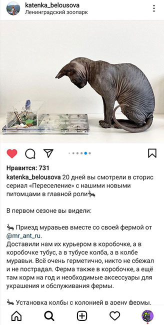 Отзыв о муравьиной ферме