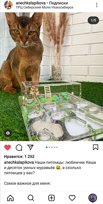Отзыв о муравьиной ферме